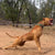 Dog Collars - Known as Pit Bull Collars