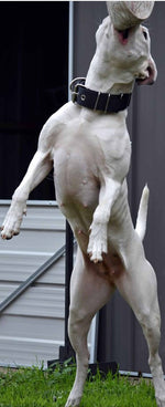 Dog Collars - Known as Pit Bull Collars