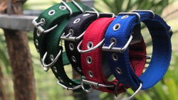 Dog Collars - Known as Pit Bull Collars